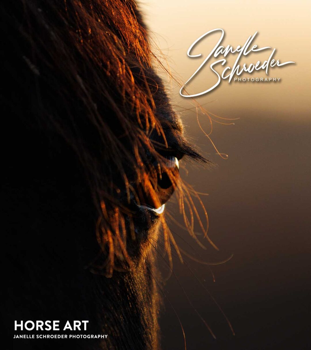 Janelle Schroeder Photography