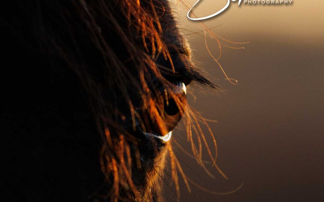 Janelle Schroeder Photo Shoot