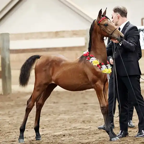 michigan futurity champion