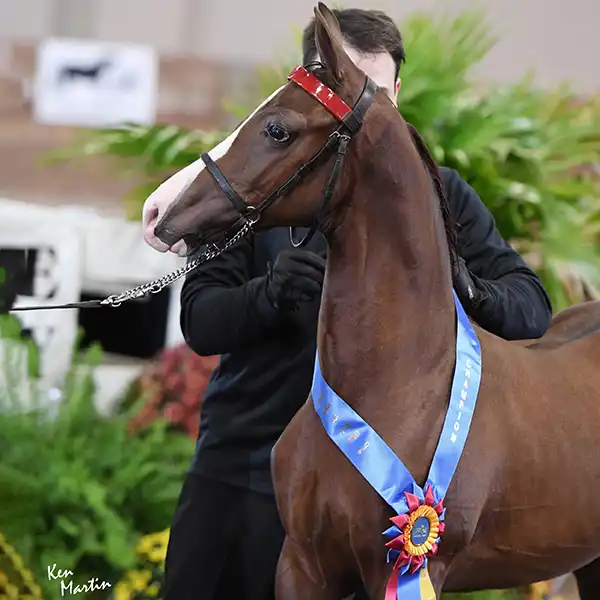 michigan futurity champion