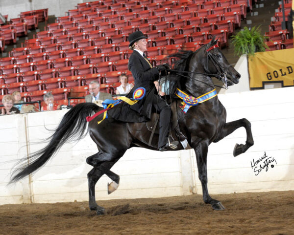 Man In Black GCH
