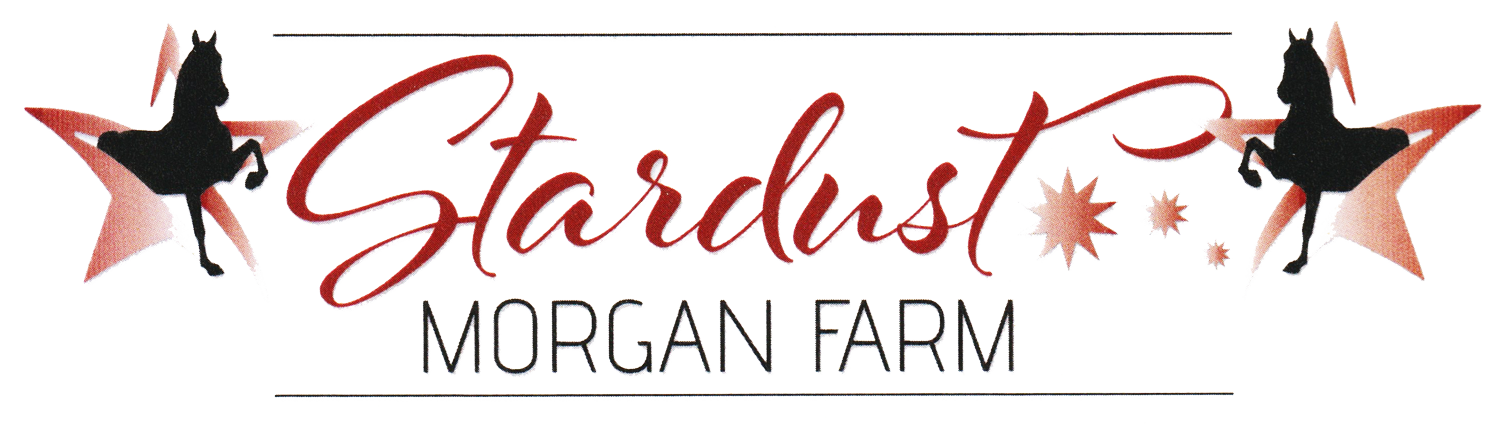 Stardust-Morgan-Farm Stardust Morgan Farm