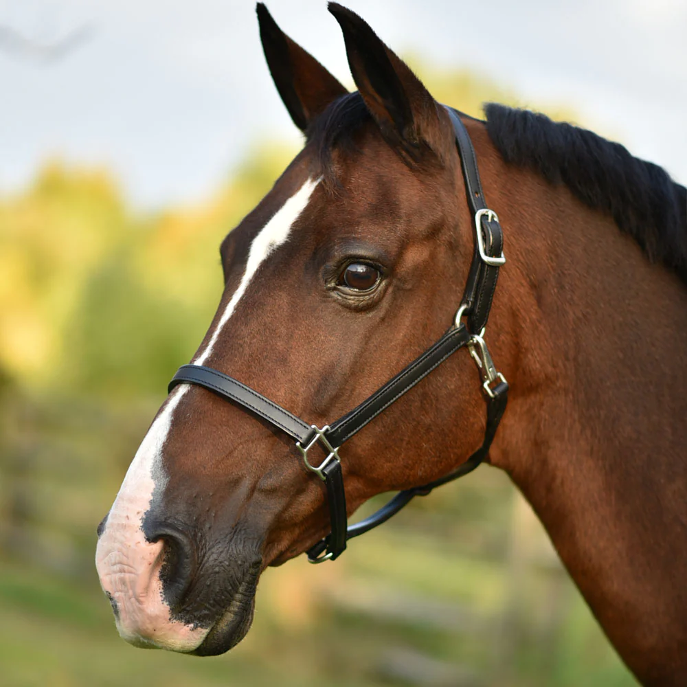 Freedman halter