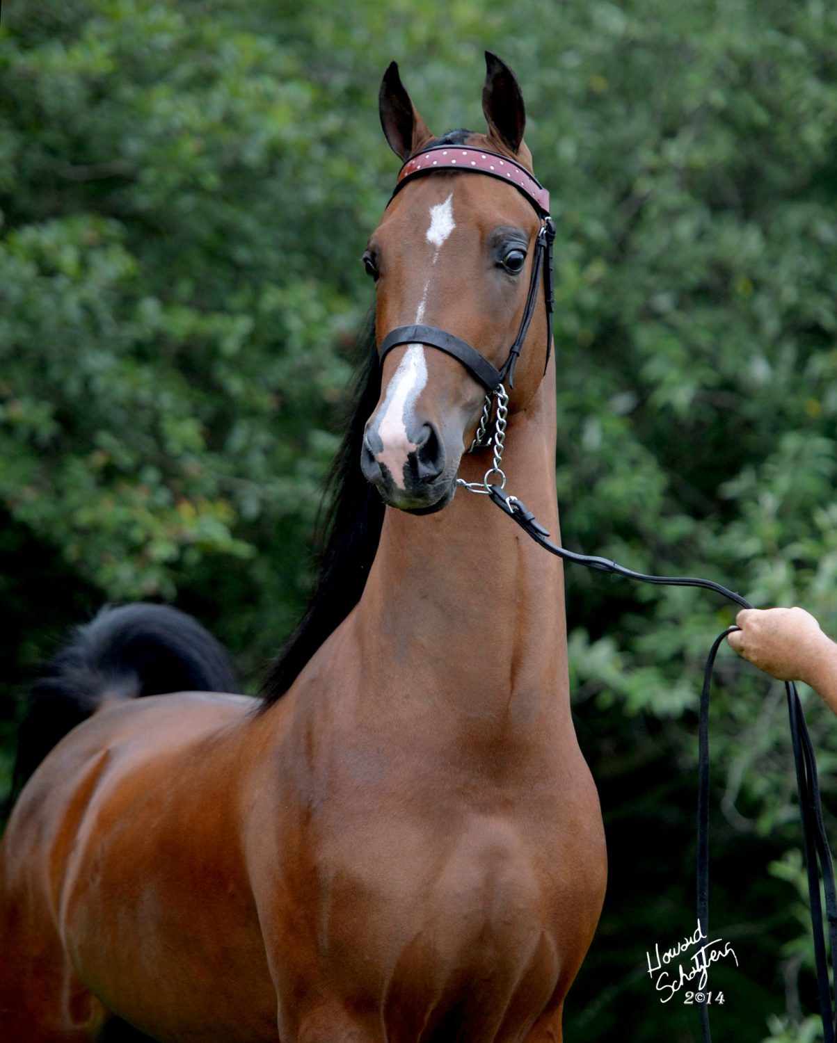 FieldcrestCaptainEclectic