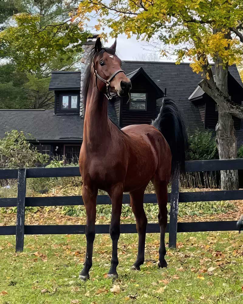 DSD Storm Warning, by FieldcrestCaptainEclectic