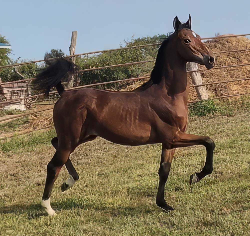 Filly by FieldcrestCaptainEclectic