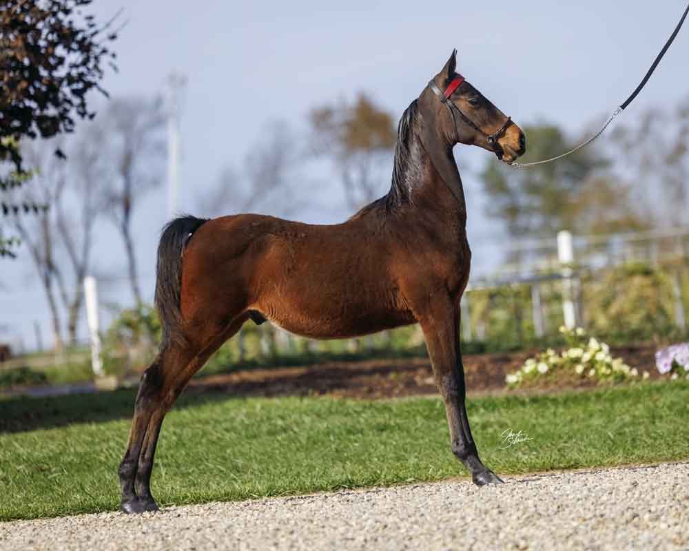 2025 foal by Levitating, Morgan Stallion