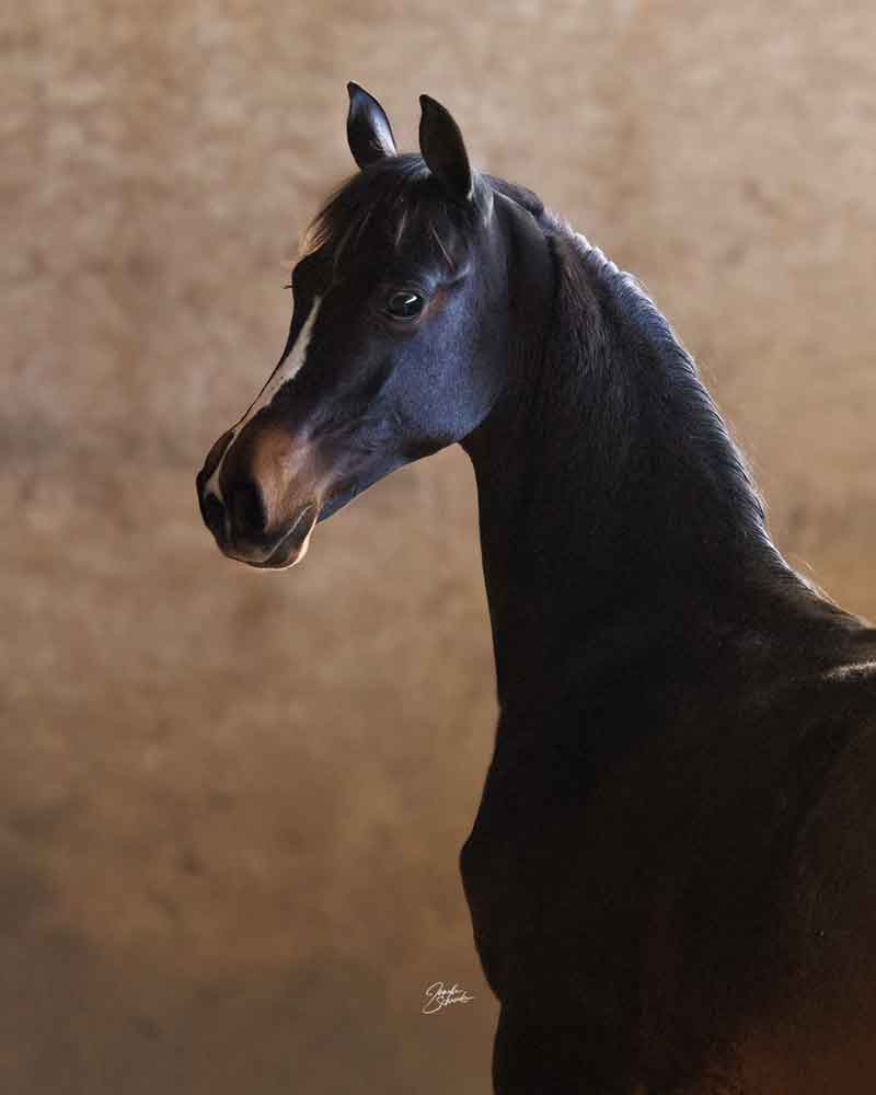 2025 foal by Levitating, Morgan Stallion