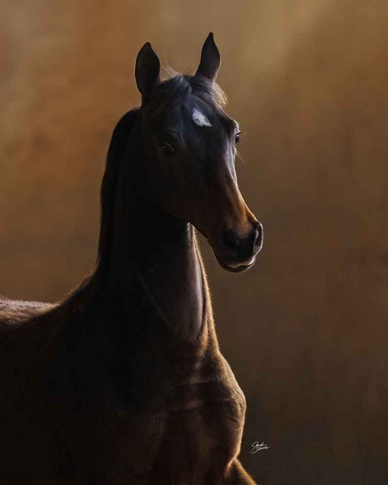 2025 foal by Levitating, Morgan Stallion