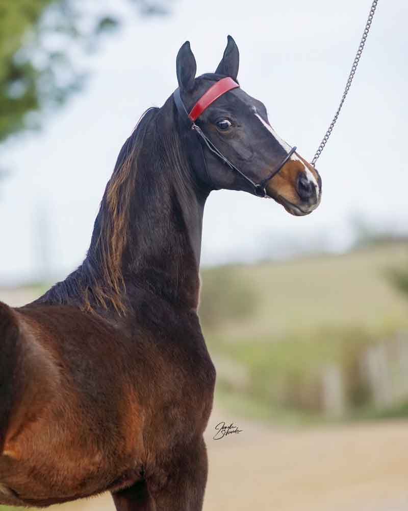 2025 foal by Levitating, Morgan Stallion