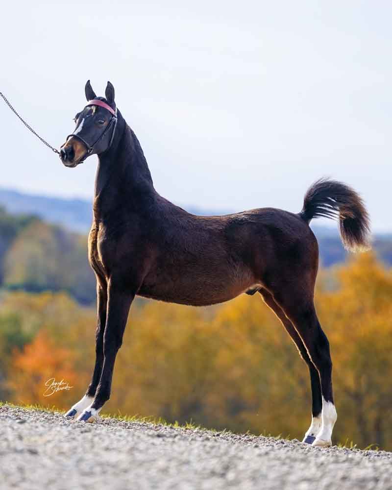 2025 foal by Levitating, Morgan Stallion
