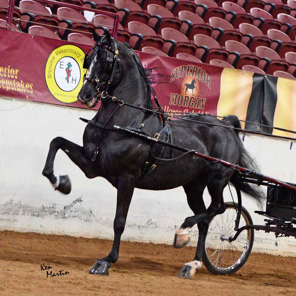 Fallen Hero, Morgan stallion