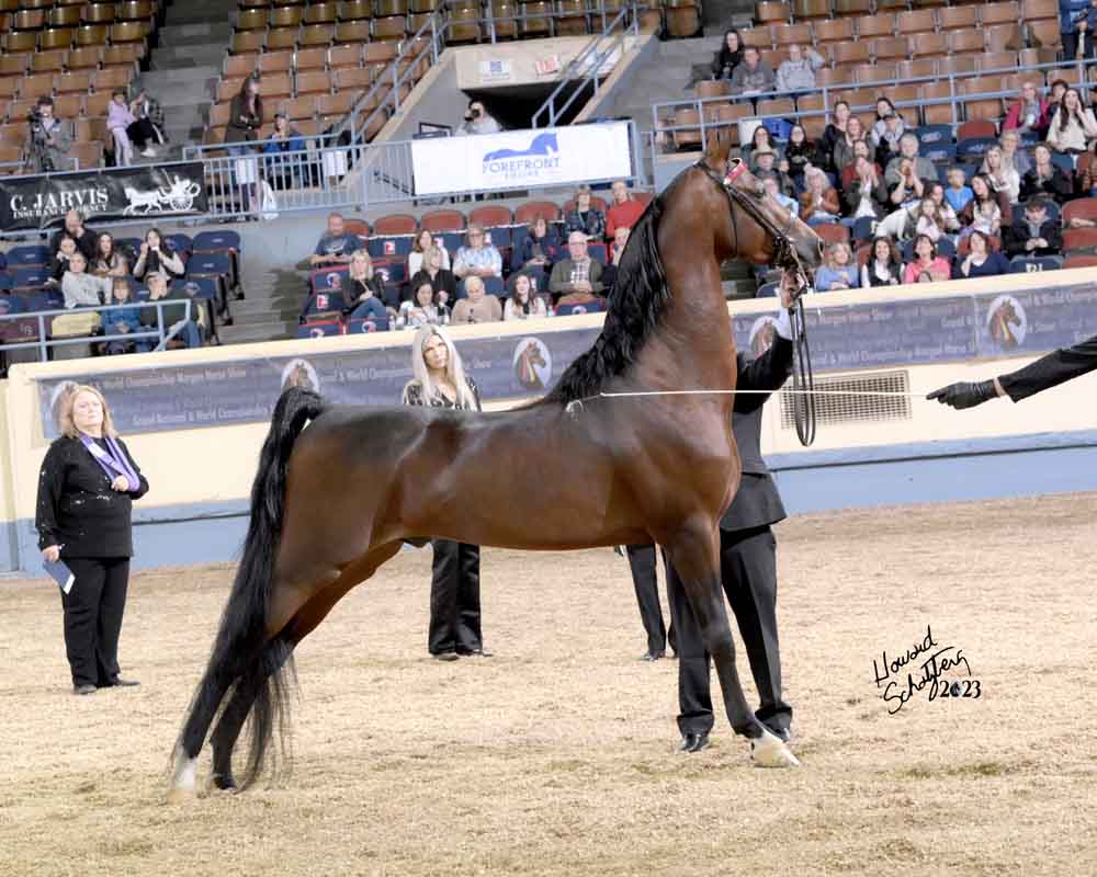 Levitating, Morgan Stallion