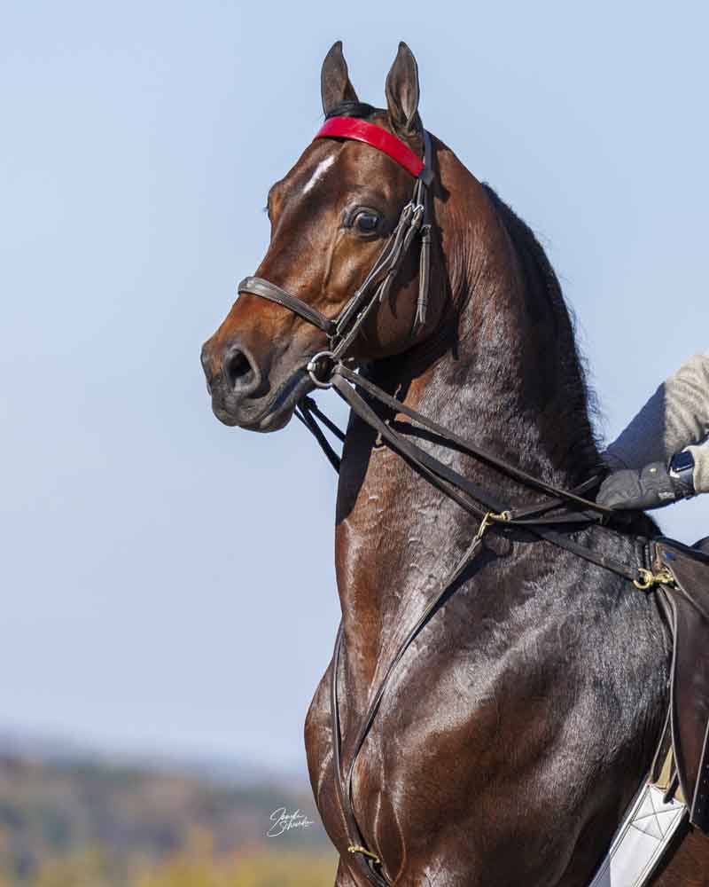 Levitating, Morgan Stallion