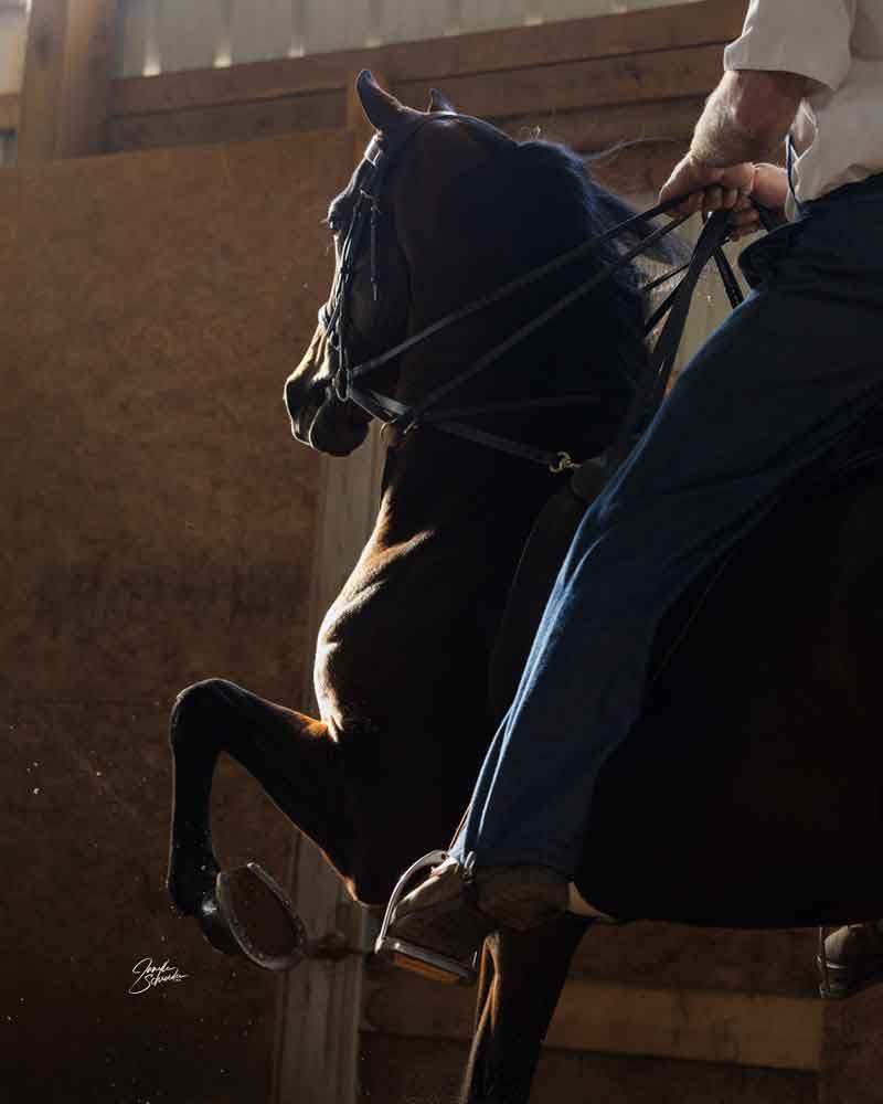 Levitating, Morgan Stallion