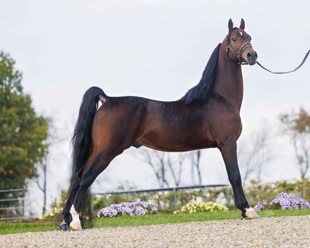 Levitating, Morgan Stallion