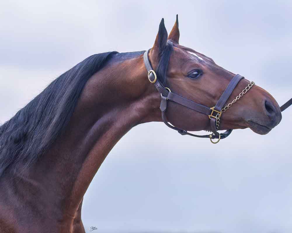 Levitating, Morgan Stallion