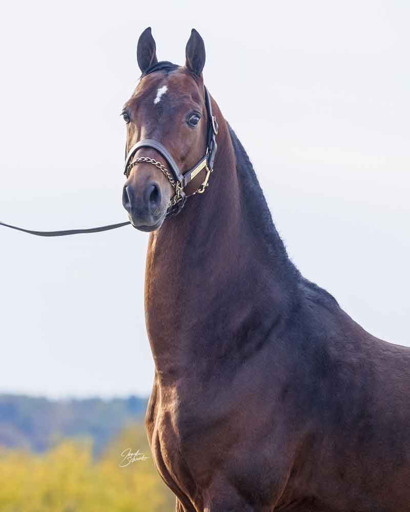 Levitating, Morgan Stallion